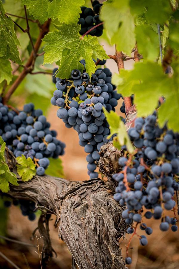 דראגיניאן Domaine Rabiega - Vineyard And Boutique Hotel מראה חיצוני תמונה